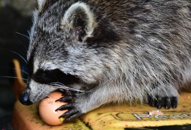 Rakun - Rakun - Waschbaer - Raton Laveur