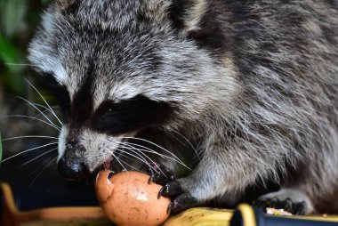 Rakun - Rakun - Waschbaer - Raton Laveur