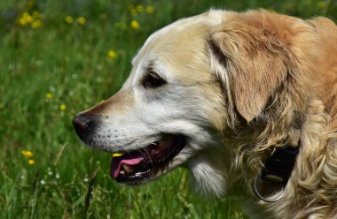 Golden Retriever - yoğun, su itici dalgalı bir ceket ile orta-büyük, güçlü inşa cins