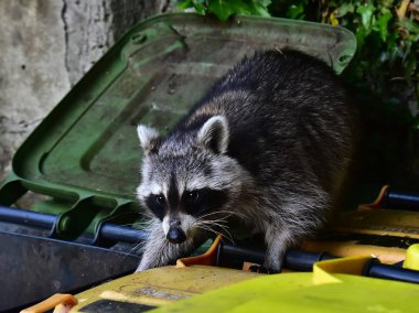 Rakun - Rakun - Waschbaer - Raton Laveur
