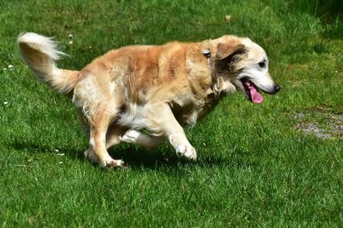Golden Retriever - yoğun, su itici dalgalı bir ceket ile orta-büyük, güçlü inşa cins