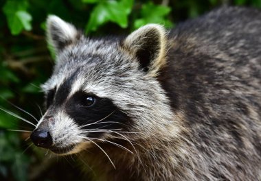 Rakun - Rakun - Waschbaer - Raton Laveur