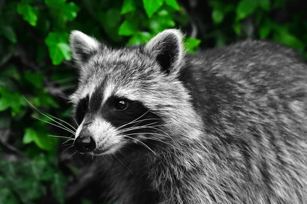 Raccoon Coon Waschbaer Raton Laveur — Stock Photo, Image