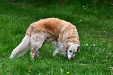 Golden Retriever - yoğun, su itici dalgalı bir ceket ile orta-büyük, güçlü inşa cins