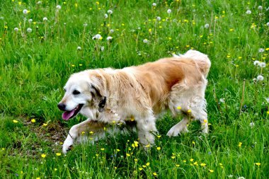 Golden Retriever - yoğun, su itici dalgalı bir ceket ile orta-büyük, güçlü inşa cins