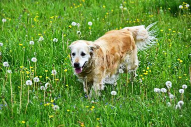 Golden Retriever - yoğun, su itici dalgalı bir ceket ile orta-büyük, güçlü inşa cins