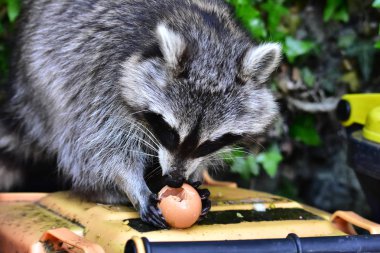 İnsan uygarlığında hareket eden bir rakun.