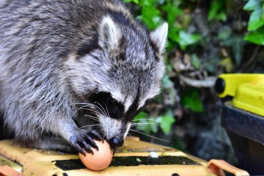 İnsan uygarlığında hareket eden bir rakun.