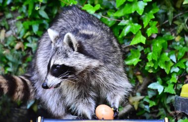 İnsan uygarlığında hareket eden bir rakun.