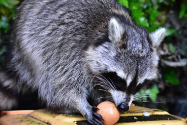 İnsan uygarlığında hareket eden bir rakun.
