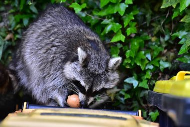 İnsan uygarlığında hareket eden bir rakun.