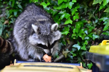 İnsan uygarlığında hareket eden bir rakun.