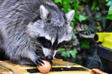 İnsan uygarlığında hareket eden bir rakun.