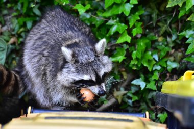 İnsan uygarlığında hareket eden bir rakun.