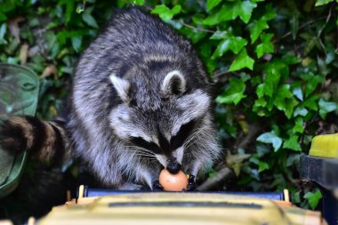 İnsan uygarlığında hareket eden bir rakun.