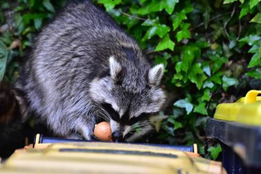 İnsan uygarlığında hareket eden bir rakun.