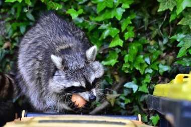 İnsan uygarlığında hareket eden bir rakun.