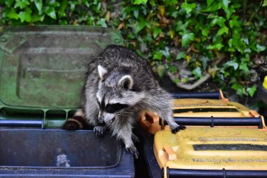 İnsan uygarlığında hareket eden bir rakun.