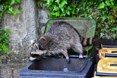 İnsan uygarlığında hareket eden bir rakun.