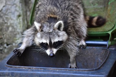 İnsan uygarlığında hareket eden bir rakun.