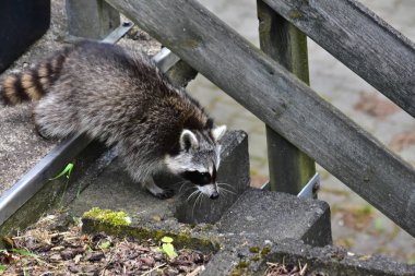 İnsan uygarlığında hareket eden bir rakun.