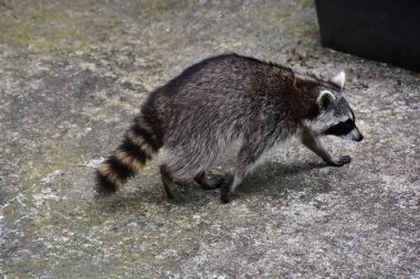 İnsan uygarlığında hareket eden bir rakun.