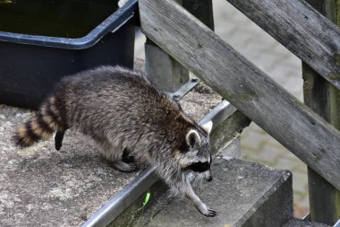 İnsan uygarlığında hareket eden bir rakun.