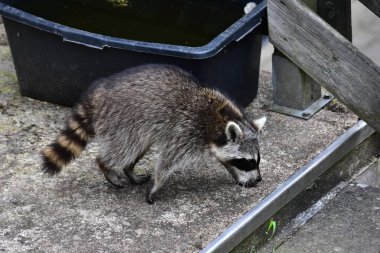 İnsan uygarlığında hareket eden bir rakun.