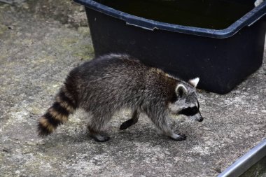 İnsan uygarlığında hareket eden bir rakun.