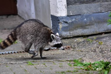 İnsan uygarlığında hareket eden bir rakun.
