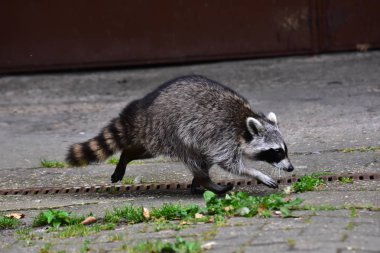 İnsan uygarlığında hareket eden bir rakun.