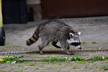 İnsan uygarlığında hareket eden bir rakun.