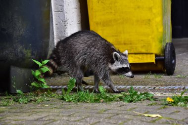 İnsan uygarlığında hareket eden bir rakun.