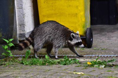 İnsan uygarlığında hareket eden bir rakun.