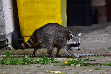 Küçük rakun kaçıyor.