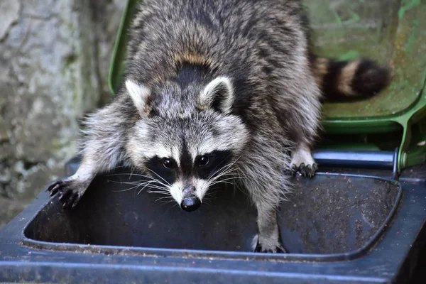 İnsan uygarlığında hareket eden bir rakun.