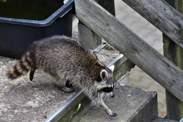 İnsan uygarlığında hareket eden bir rakun.