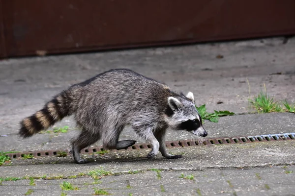 Een Wasbeer Beweging Menselijke Beschaving — Stockfoto