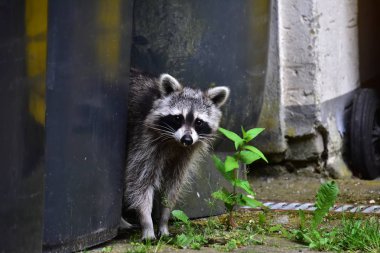 İnsan uygarlığında hareket eden bir rakun.