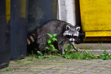 İnsan uygarlığında hareket eden bir rakun.