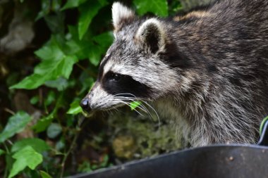 Rakun - Rakun - Waschbaer - Raton Laveur 