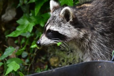 Rakun - Rakun - Waschbaer - Raton Laveur 