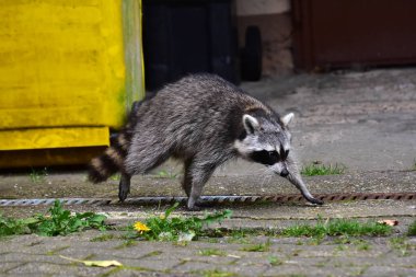 Rakun - Rakun - Waschbaer - Raton Laveur 