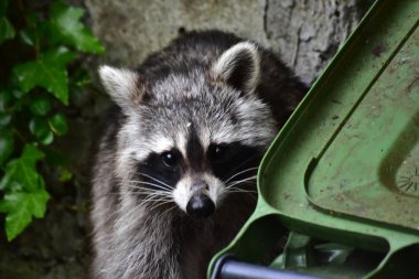 Rakun - Rakun - Waschbaer - Raton Laveur 