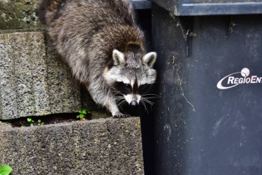 Rakun - Rakun - Waschbaer - Raton Laveur 