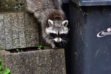 Rakun - Rakun - Waschbaer - Raton Laveur 