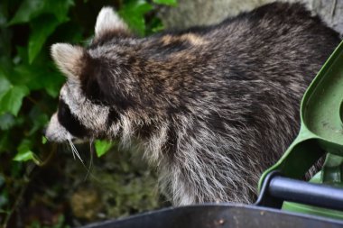 Rakun - Rakun - Waschbaer - Raton Laveur 