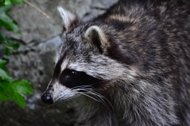 Rakun - Rakun - Waschbaer - Raton Laveur 