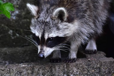 Rakun - Rakun - Waschbaer - Raton Laveur 