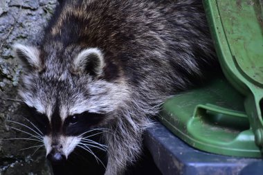 Rakun - Rakun - Waschbaer - Raton Laveur 